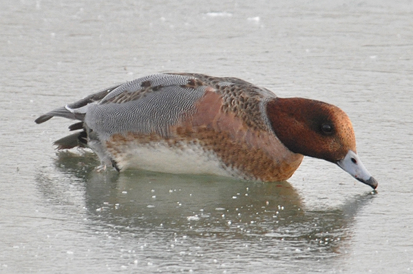 Wigeon