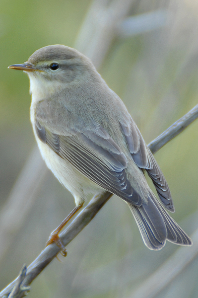 Willow Warbler photo