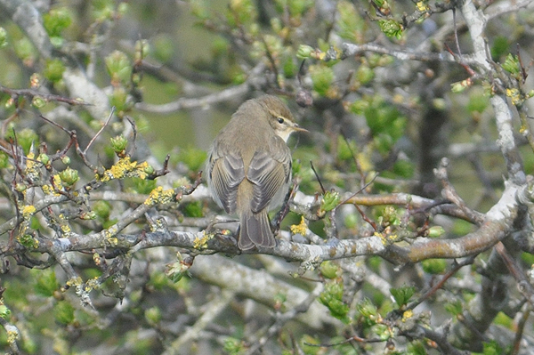 Willow Warbler