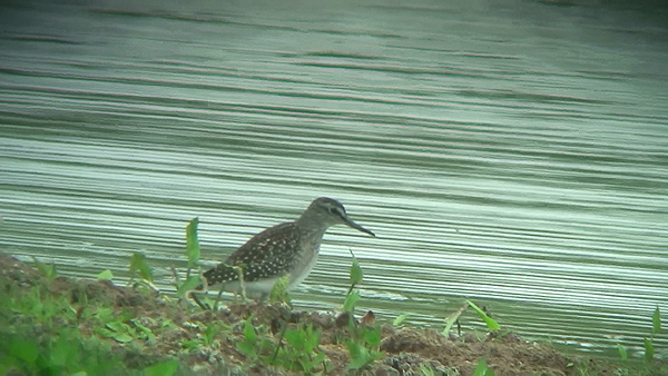 Photo of Wood Sandpiper