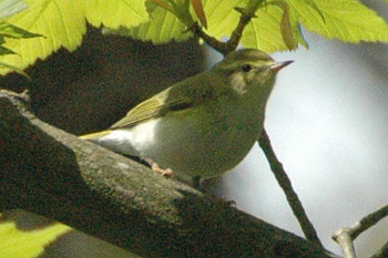 Wood Warbler