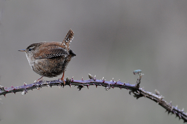 Wren