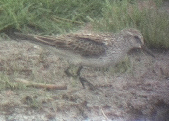 White-rumped Sandpiper