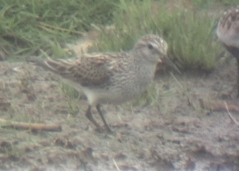 White-rumped Sandpiper