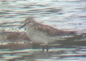 White-rumped Sandpiper