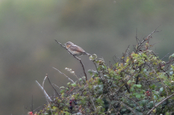 Wryneck