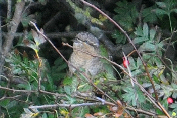 Wryneck