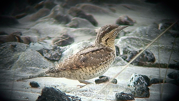 Photo of Wryneck