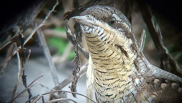 Photo of Wryneck