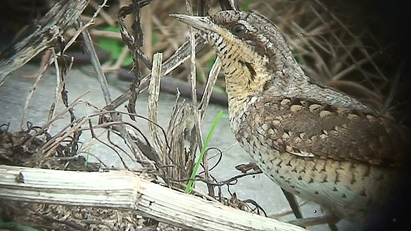 Photo of Wryneck