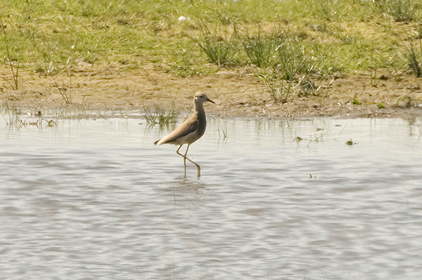 White-tailed Plover Caerlaverock