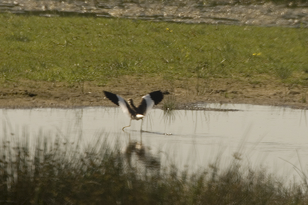 White-tailed Plover Caerlaverock