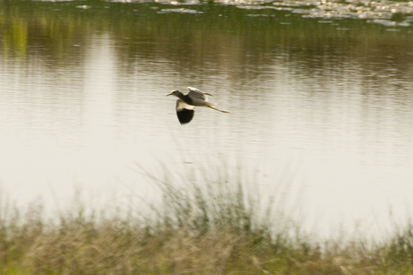 White-tailed Plover Caerlaverock