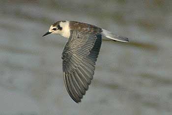 White-winged Black Tern