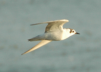 White-winged Black Tern