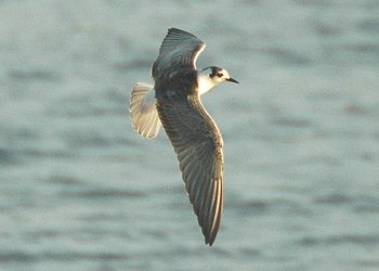 White-winged Black Tern