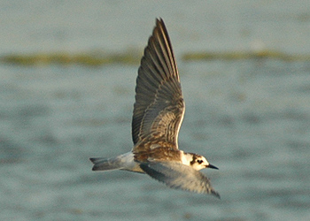 White-winged Black Tern