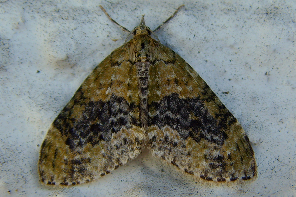 Yellow-barred Brindle