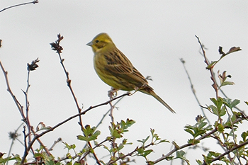 Yellowhammer