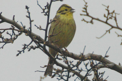 Yellowhammer