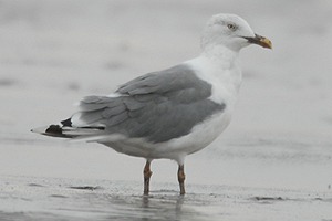 Yellow-legged Herring Gull