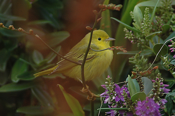 Yellow Warbler