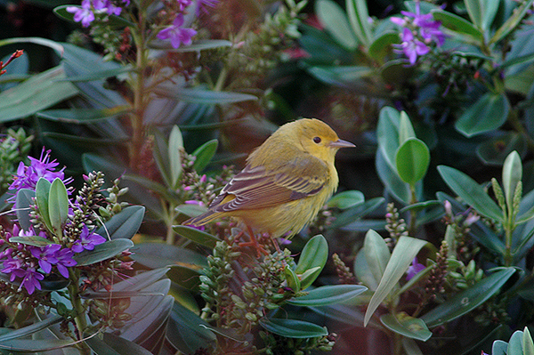 Yellow Warbler