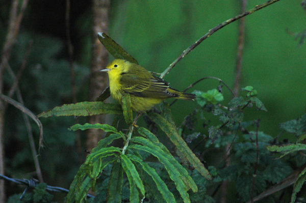 Yellow Warbler