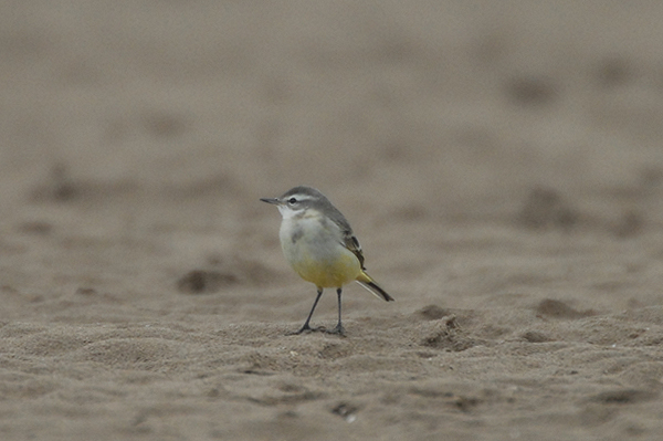 Winter plumage Yellow Wagtail