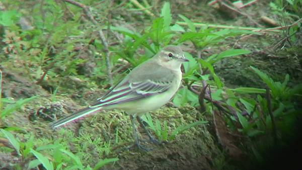 Photo of Yellow Wagtail