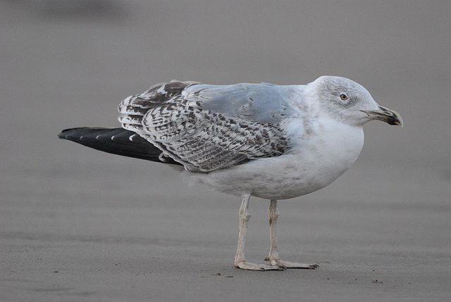 second winter yellow-legged gull?