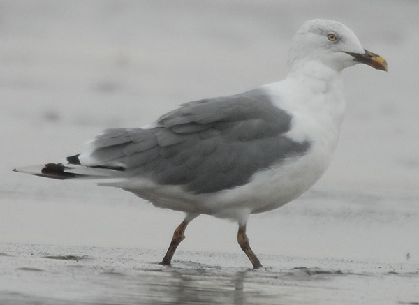 yellow legged Herring Gull argentatus