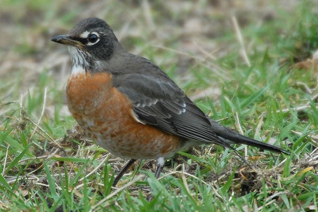 American Robin