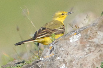 Yellow Wagtail